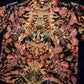 3XL Quasar Reverse Mindscape Tee